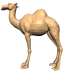 camel